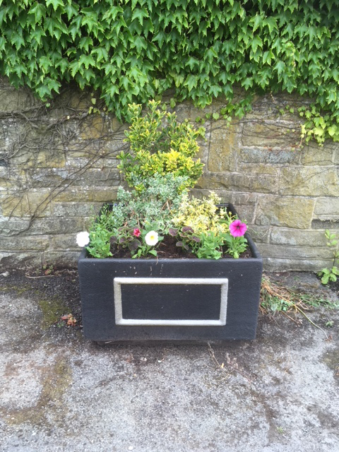 flowers in a pot